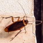 Уничтожение тараканов